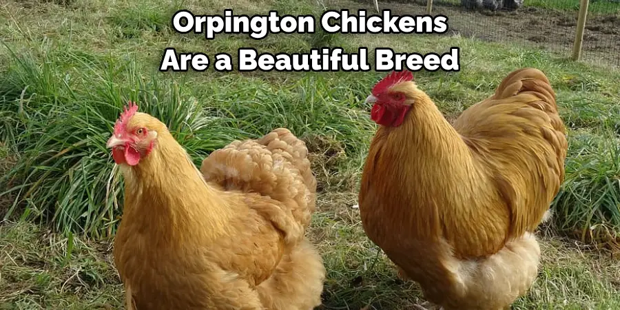 Orpington Chickens 
Are a Beautiful Breed