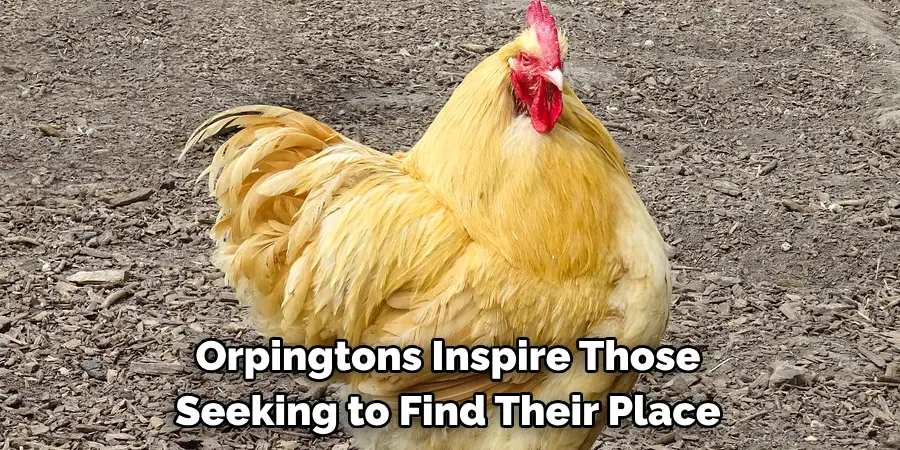 Orpingtons Inspire Those 
Seeking to Find Their Place