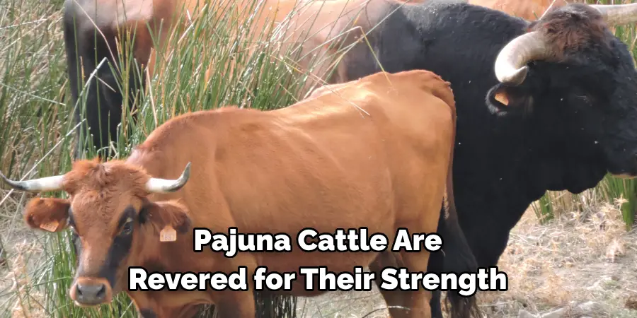 Pajuna Cattle Are 
Revered for Their Strength