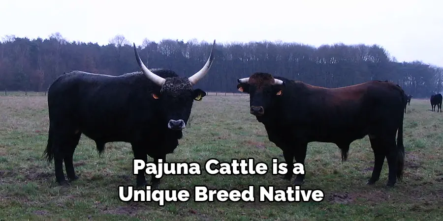 Pajuna Cattle is a Unique Breed Native