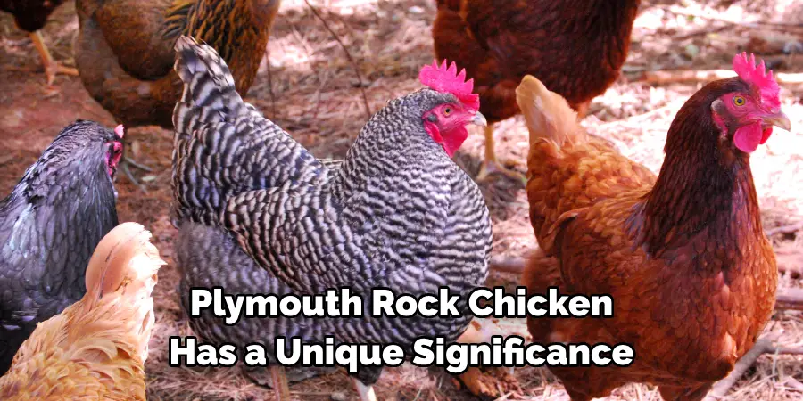 Plymouth Rock Chicken Has a Unique Significance