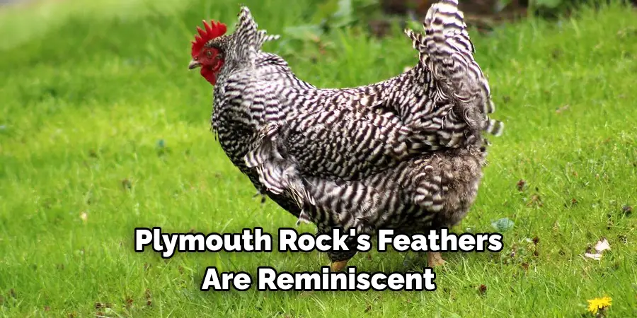 Plymouth Rock's Feathers 
Are Reminiscent