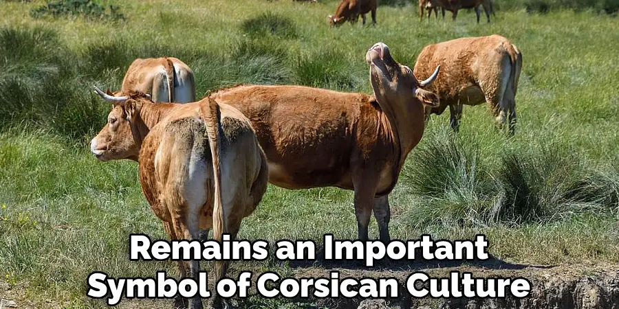 Remains an Important Symbol of Corsican Culture