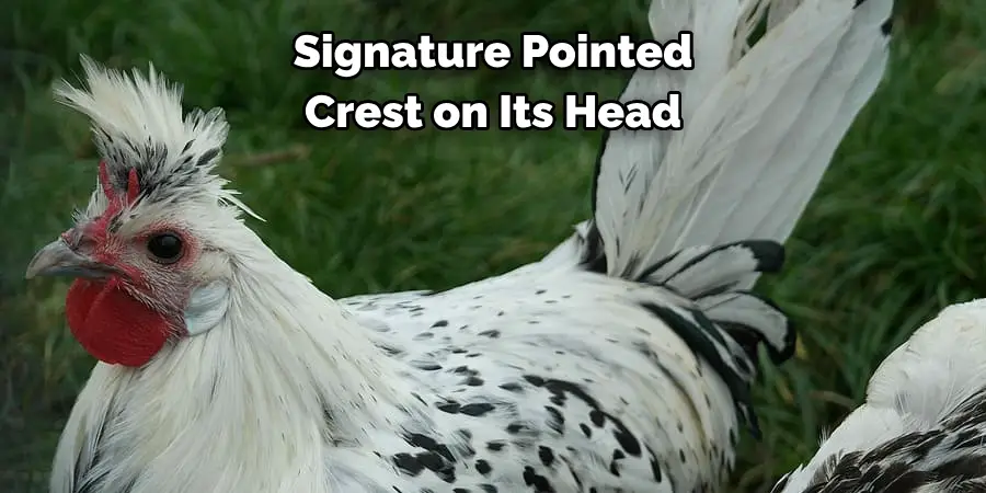 Signature Pointed 
Crest on Its Head