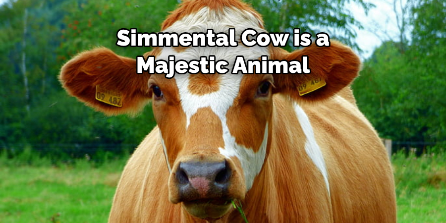 Simmental Cow is a 
Majestic Animal 