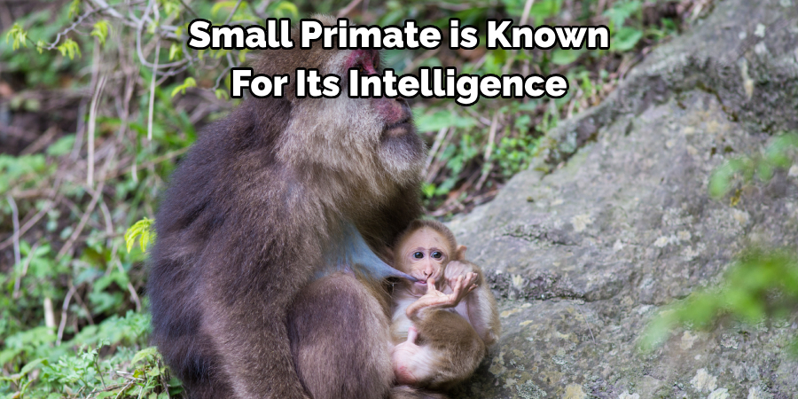 Small Primate is Known 
For Its Intelligence 