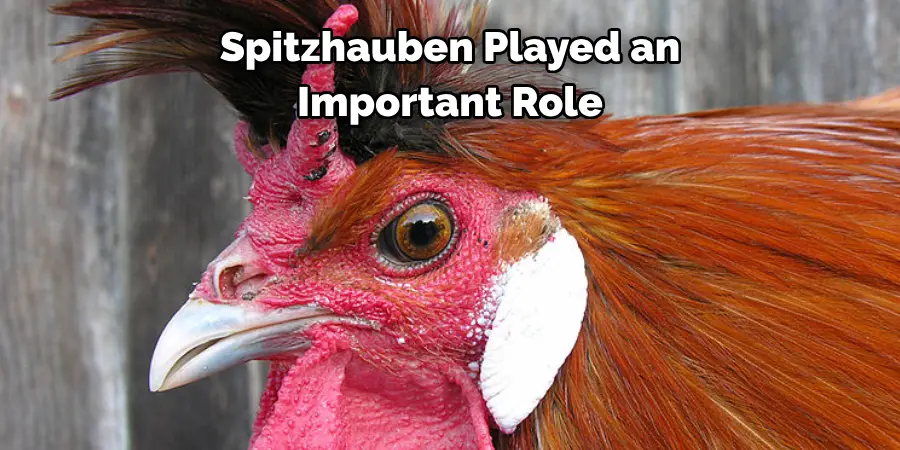 Spitzhauben Played an Important Role