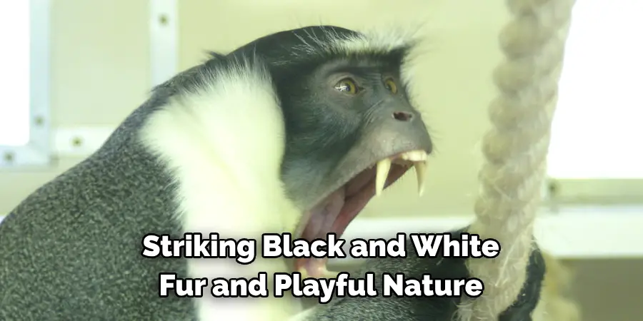 Striking Black and White 
Fur and Playful Nature