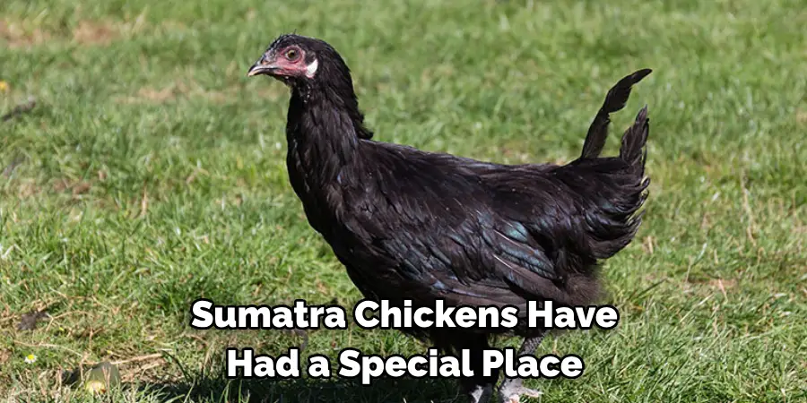 Sumatra Chickens Have 
Had a Special Place