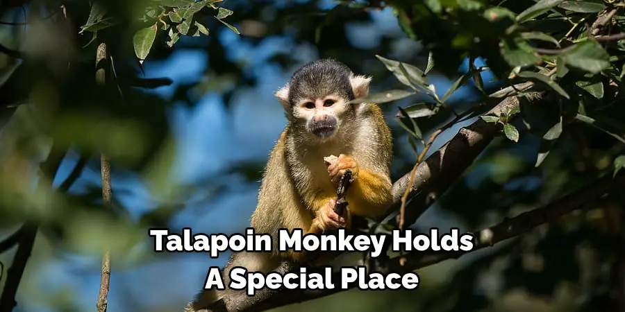 Talapoin Monkey Holds A Special Place