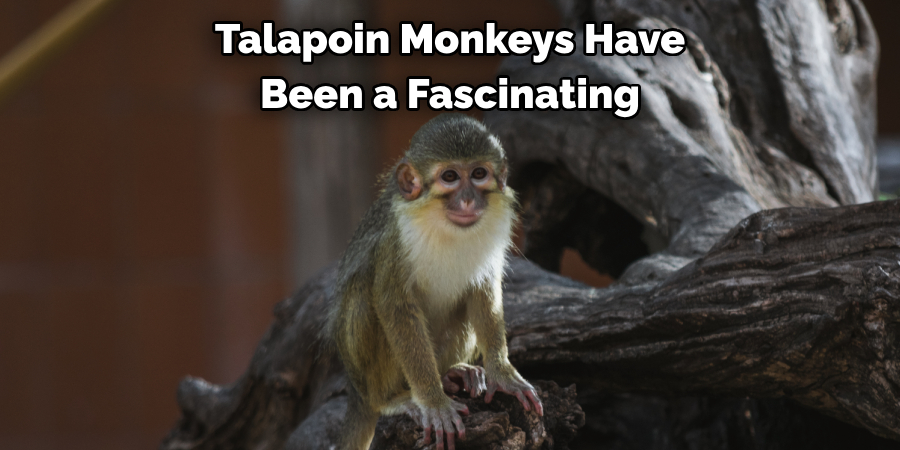 Talapoin Monkeys Have
Been a Fascinating 