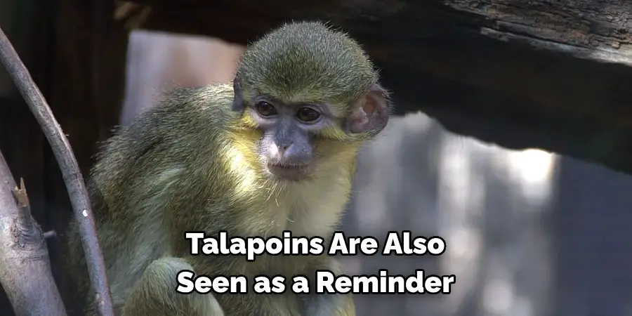 Talapoins Are Also 
Seen as a Reminder