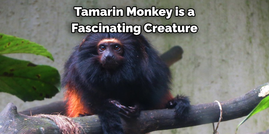 Tamarin Monkey is a 
Fascinating Creature