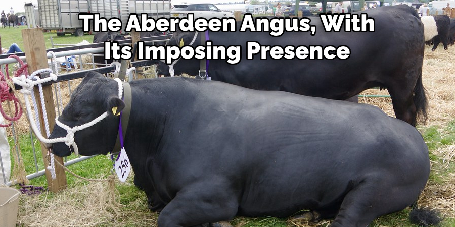 The Aberdeen Angus, With 
Its Imposing Presence