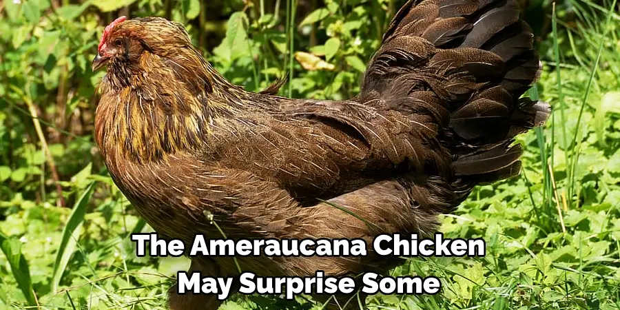 The Ameraucana Chicken 
May Surprise Some