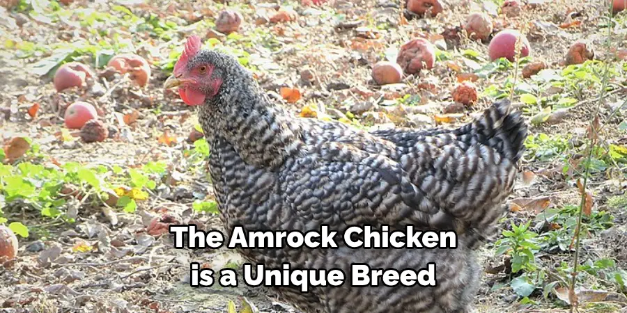 The Amrock Chicken 
is a Unique Breed