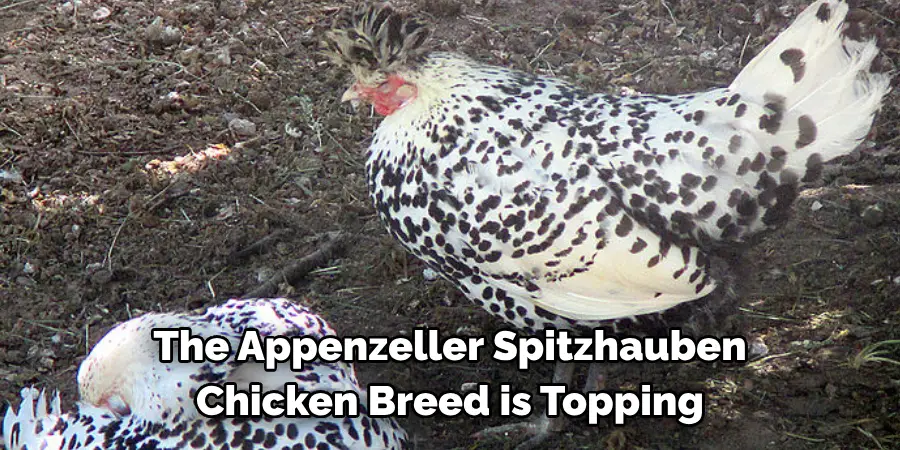 The Appenzeller Spitzhauben Chicken Breed is Topping