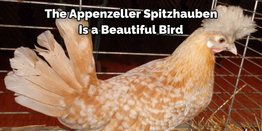 The Appenzeller Spitzhauben 
Is a Beautiful Bird 