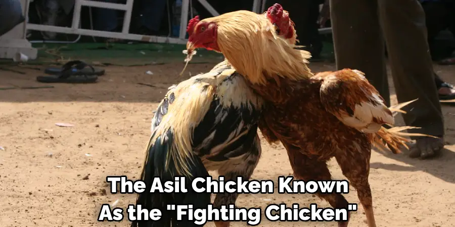 The Asil Chicken, 
Known as the "Fighting Chicken" 