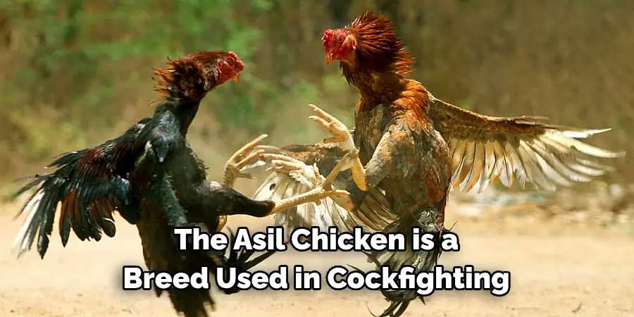 The Asil Chicken is a
Breed Used in Cockfighting