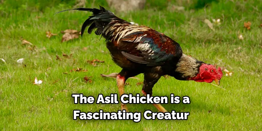 The Asil Chicken is a 
Fascinating Creatur