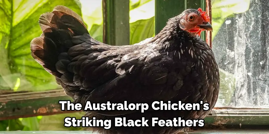 The Australorp Chicken's 
Striking Black Feathers