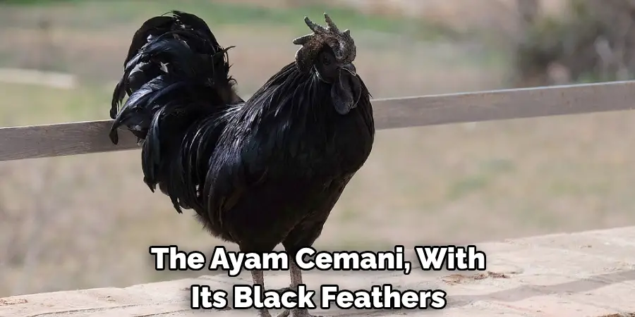 The Ayam Cemani, With 
Its Black Feathers