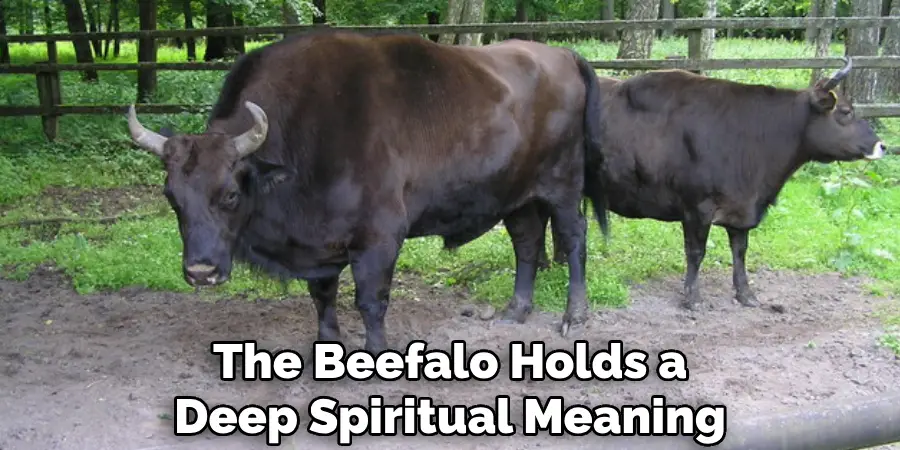 The Beefalo Holds a Deep Spiritual Meaning