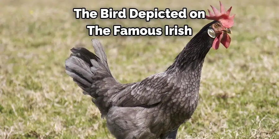 The Bird Depicted on 
The Famous Irish