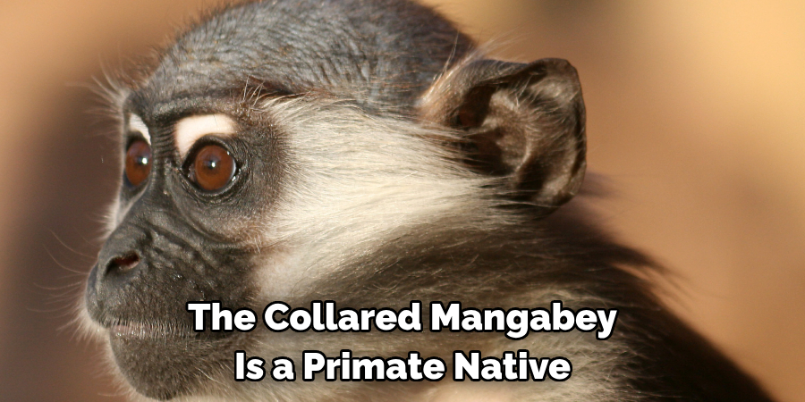The Collared Mangabey 
Is a Primate Native