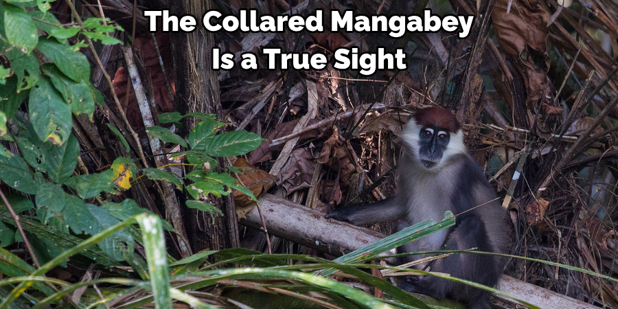The Collared Mangabey 
Is a True Sight 
