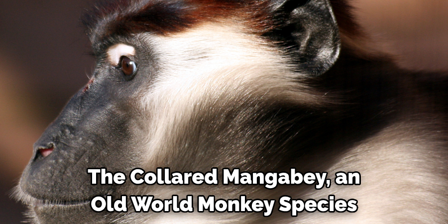 The Collared Mangabey, an Old World Monkey Species