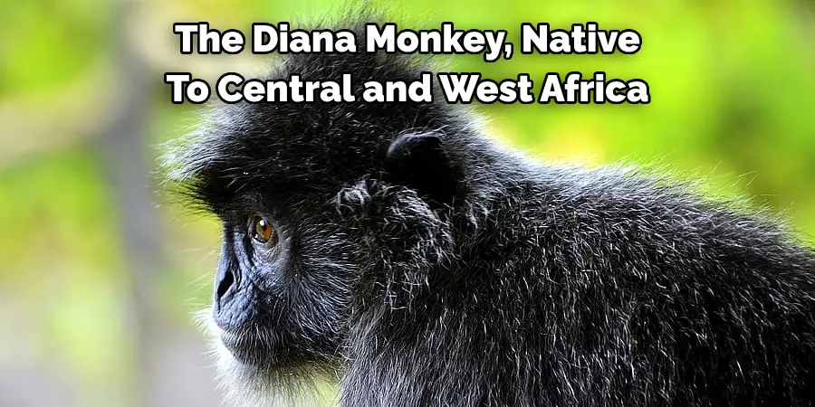 The Diana Monkey, Native 
To Central and West Africa