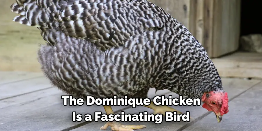 The Dominique Chicken 
Is a Fascinating Bird
