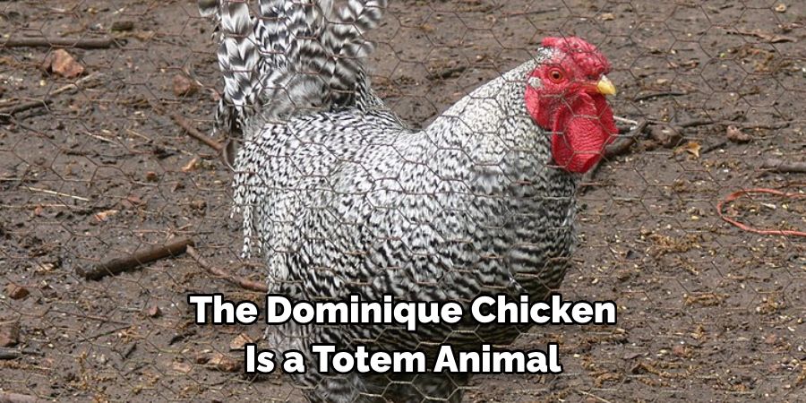 The Dominique Chicken 
Is a Totem Animal