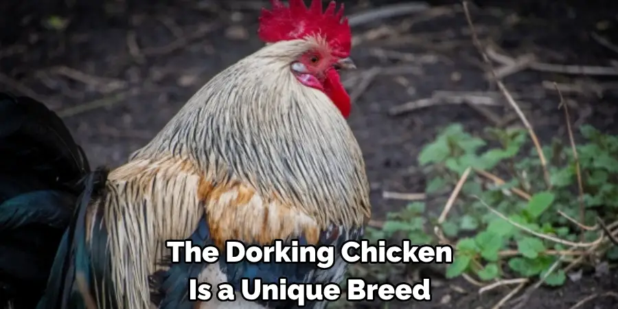 The Dorking Chicken 
Is a Unique Breed