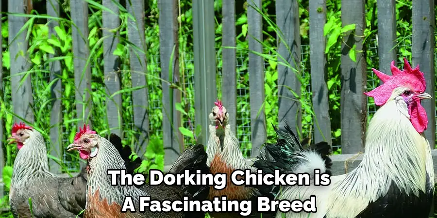 The Dorking Chicken is 
A Fascinating Breed