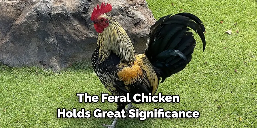 The Feral Chicken 
Holds Great Significance