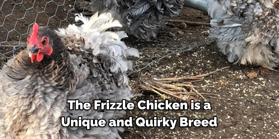 The Frizzle Chicken is a 
Unique and Quirky Breed 