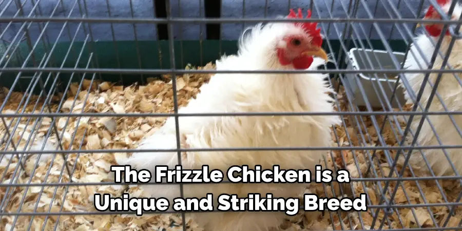 The Frizzle Chicken is a 
Unique and Striking Breed