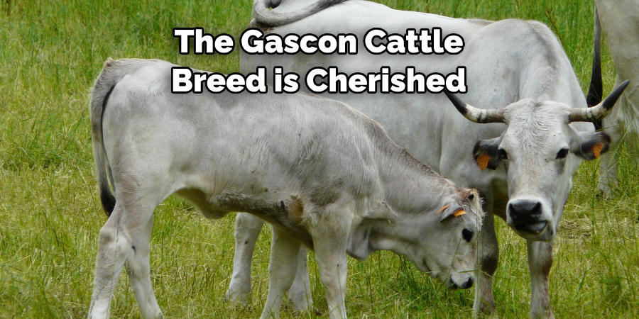 The Gascon Cattle 
Breed is Cherished