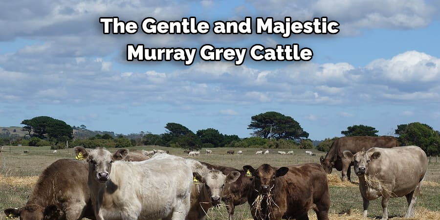 The Gentle and Majestic 
Murray Grey Cattle