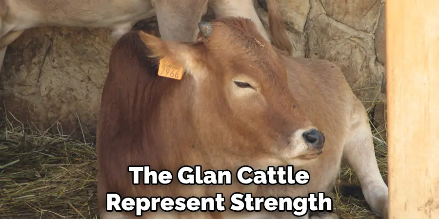 The Glan Cattle Represent Strength