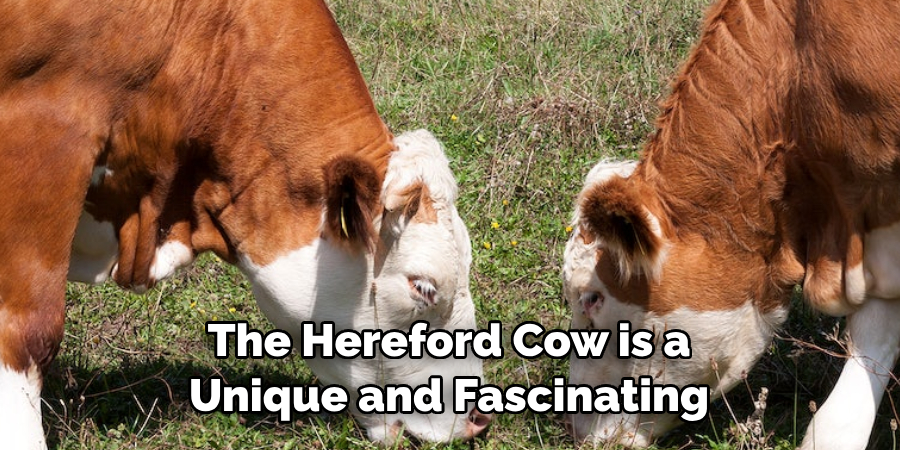 The Hereford Cow is a 
Unique and Fascinating