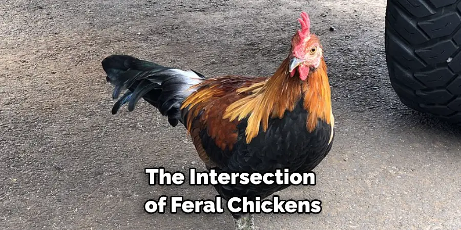 The Intersection
 of Feral Chickens