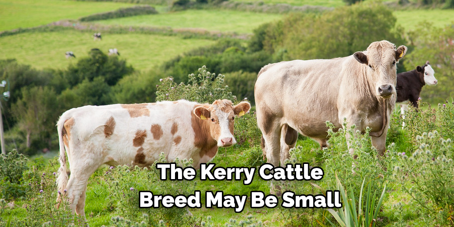The Kerry Cattle 
Breed May Be Small
