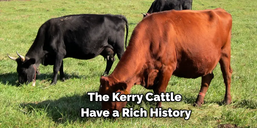 The Kerry Cattle 
Have a Rich History