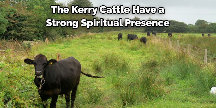 The Kerry Cattle Have a 
Strong Spiritual Presence