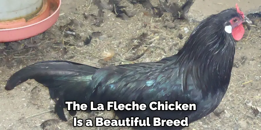 The La Fleche Chicken
Is a Beautiful Breed