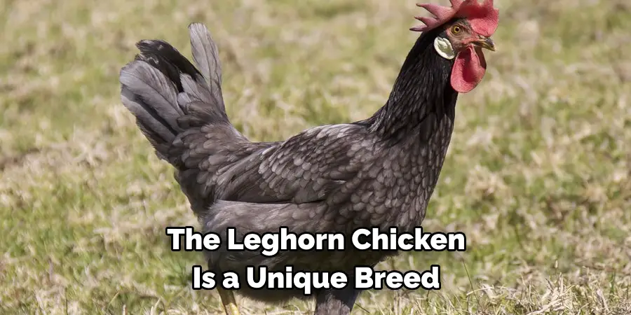 The Leghorn Chicken Is a Unique Breed